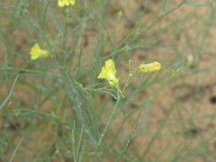 Linaria odora
