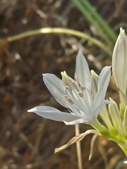 Vagaria parviflora