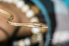 Oxybelis rutherfordi