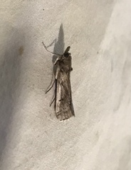 Melitara prodenialis