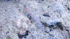 Gobius fallax