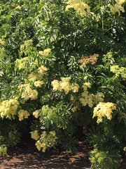 Sambucus cerulea