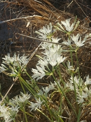 Vagaria parviflora