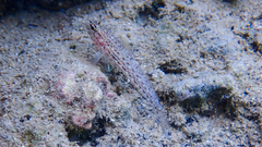 Gobius fallax