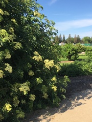 Sambucus cerulea