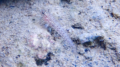 Gobius fallax