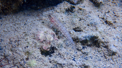 Gobius fallax