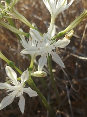 Vagaria parviflora