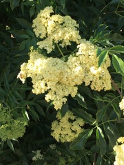 Sambucus cerulea