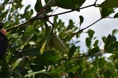 Semialarium mexicanum