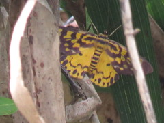Dysphania bivexillata