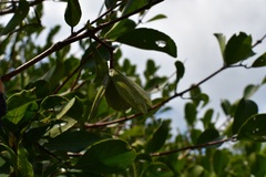 Semialarium mexicanum