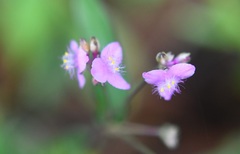 Tripogandra amplexicaulis