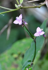 Tripogandra amplexicaulis