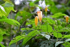 Ipomoea aurantiaca