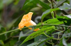Ipomoea aurantiaca