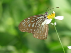 Ideopsis vulgaris macrina