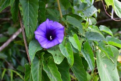 Ipomoea lindenii