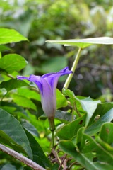 Ipomoea lindenii