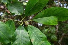 Sapium macrocarpum