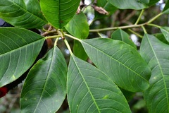 Sapium macrocarpum