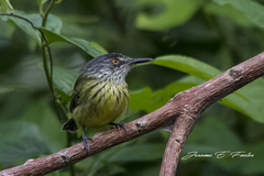 Todirostrum maculatum