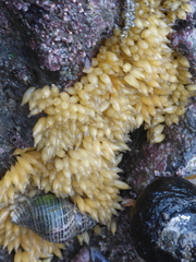 Ocenebrinae