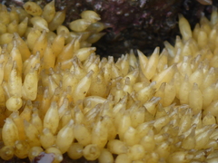 Ocenebrinae