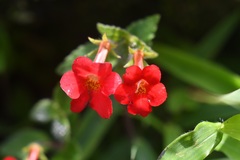 Achimenes erecta
