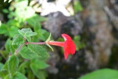 Achimenes erecta
