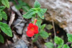 Achimenes erecta