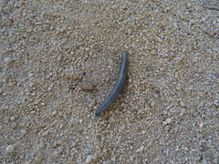 Ommatoiulus lusitanus