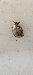 Novisuccinea ovalis