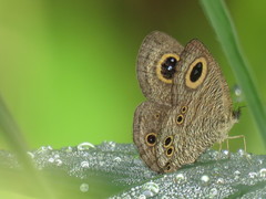 Ypthima baldus newboldi