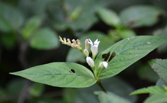 Spigelia humboldtiana