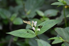 Spigelia humboldtiana