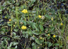 Caltha violacea