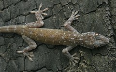 Gekko petricolus