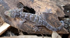 Gekko lauhachindai