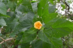 Dendrosida sharpiana