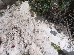 Hystrix africaeaustralis