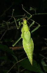 Heteropteryx dilatata