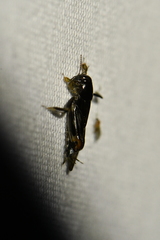 Neotridactylus