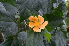 Dendrosida sharpiana