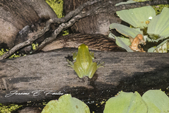 Sphaenorhynchus lacteus