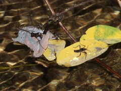 Velia gridellii