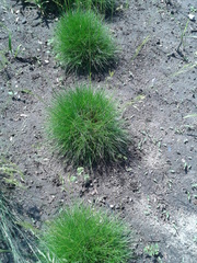 Festuca gautieri