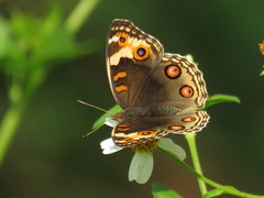 Junonia orithya wallacei