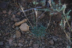 Dianthus micropetalus