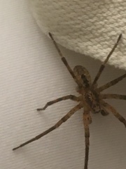 Zoropsis spinimana